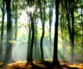 MedioAmbiente