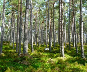 imagen Becas de formación en biodiversidad para titulados universitarios y de FP