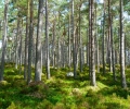 bosque