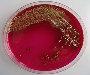 imagen Máster en Investigación y Desarrollo de Medicamentos de la URJC y PharmaMar