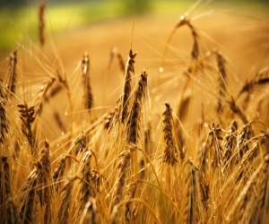 imagen Máster en agricultura y ganadería ecológica: ¿cuál elegir?