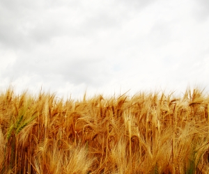 imagen Aprende a gestionar un agronegocio con el máster de ISAM